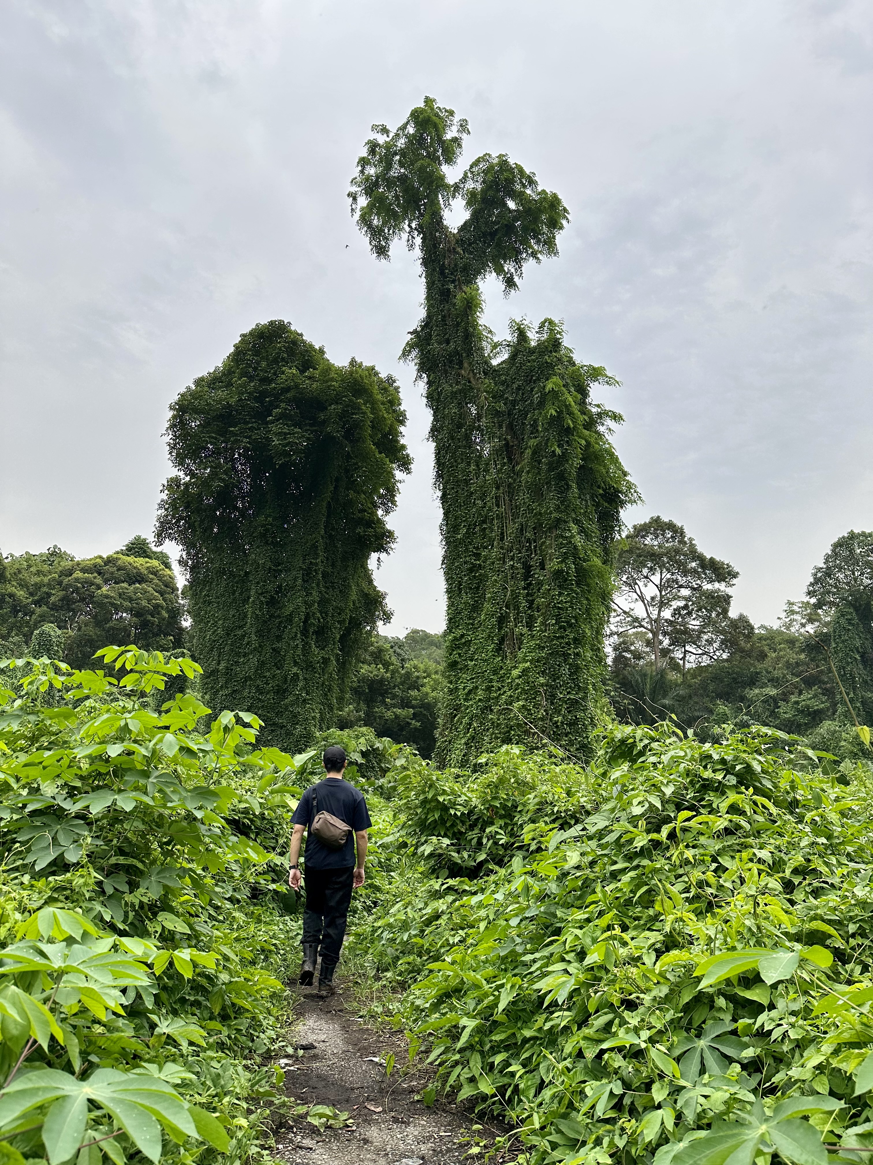 a-walk-in-avatar-forest