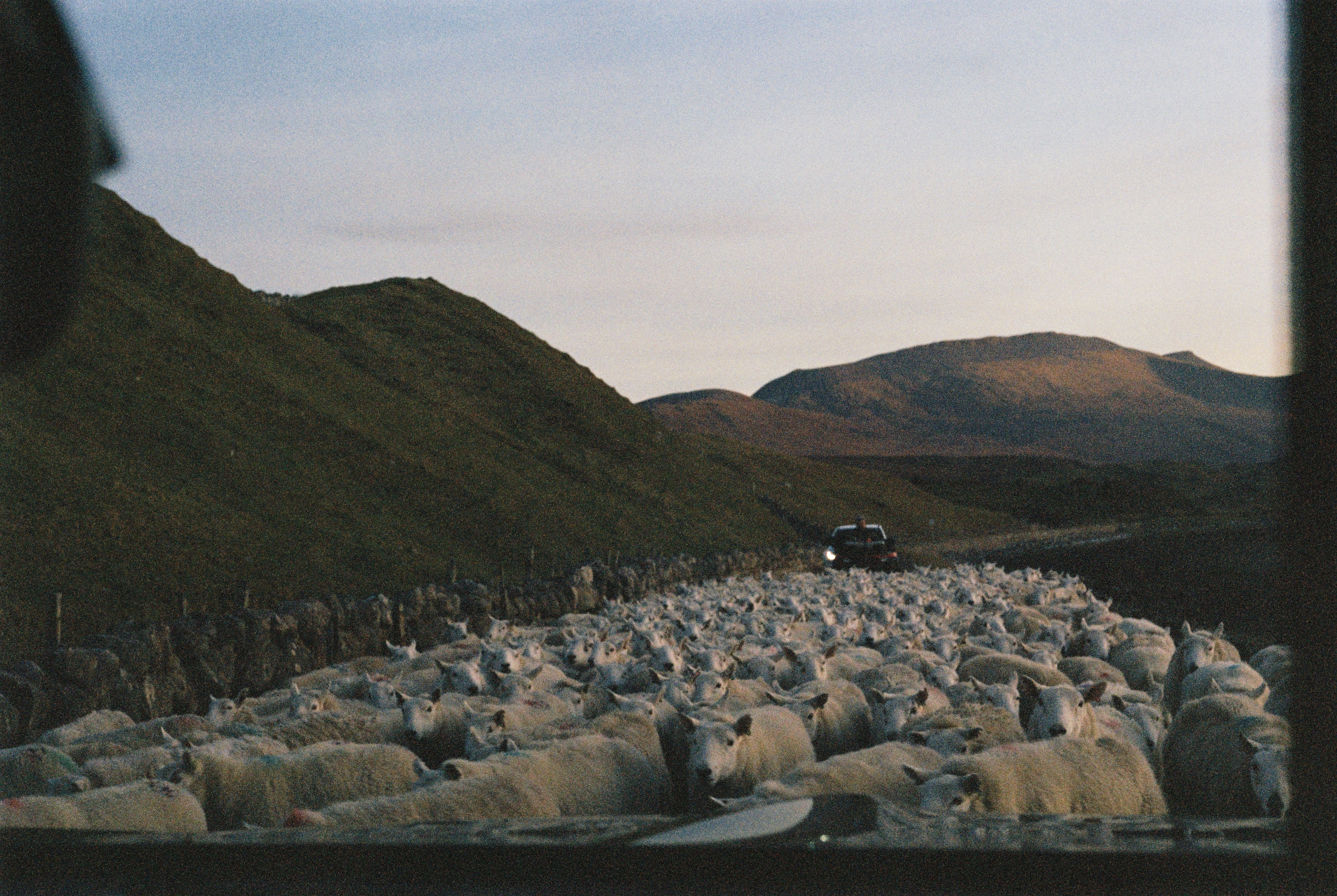 sheeps on the road